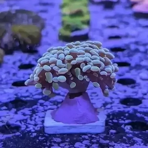 Meerwasser Euphyllia paraancora Gold Nugget