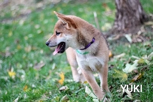 YUKI Shiba Inu  Rüde