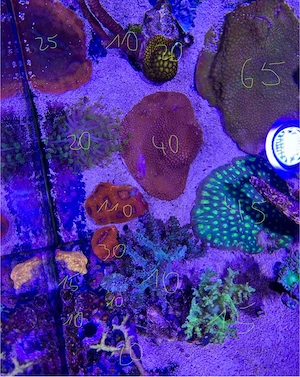 Meerwasser Korallen Ableger Acanthastrea Montipora LPS SPS