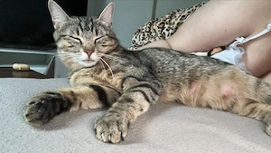 EKH katze sucht liebesvolle zuhause