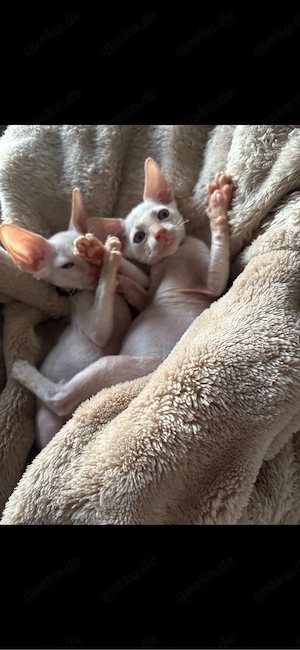 Kitten suchen familie 