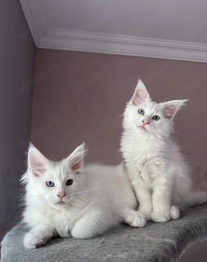 Maine Coon Kitten xxl blaue Augen 