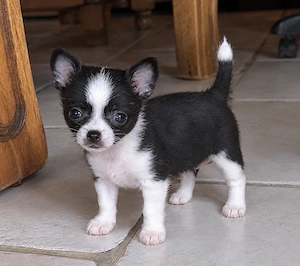 Wunderschöne Chihuahua Hündin sucht ein neues Zuhause