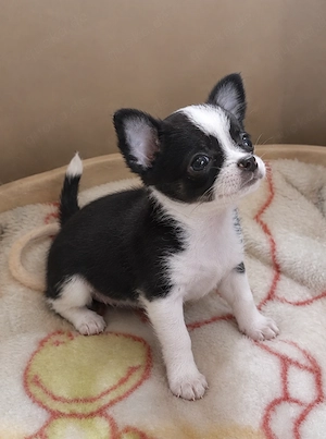 Herzensdiebe Chihuahua Mädchen sucht eine tolle Familie