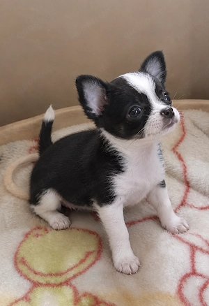 Liebevolle Chihuahua Hündin sucht ein Für-immer-Zuhause