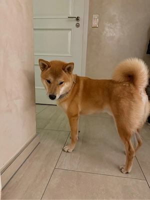 verkaufe unser hund simba 700  VB