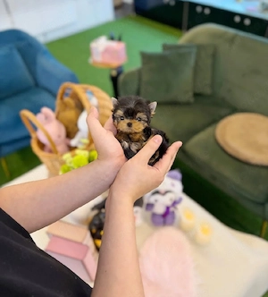 Süße, 9 Wochen alte Teacup-Yorkie-Welpen (Rüde & Hündin) abzugeben!