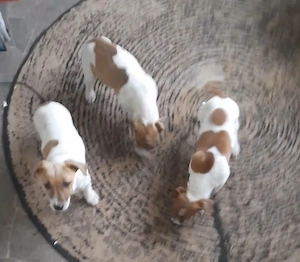 Süße Jack Russell Welpe anzugeben 