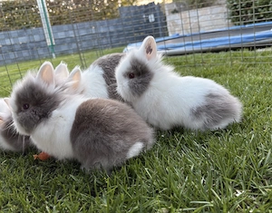 Zwergkaninchen Kaninchen Löwenköpfchen 