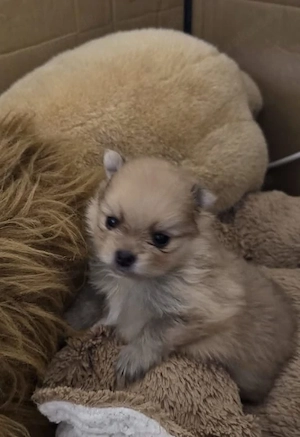 Pomeranian Zwergspitz Welpen 