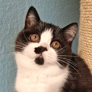 BKH Kitten, sehr lieb, Stammbaum, geimpft und gechipt 