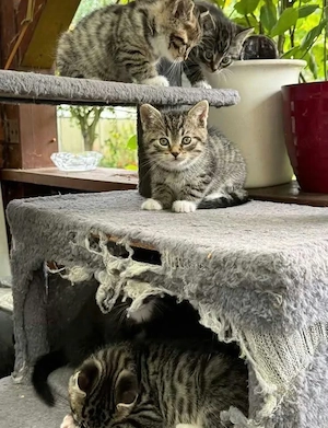 Britisch Kurzhaar Kitten 