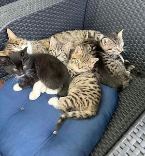 Britisch Kurzhaar Kitten 