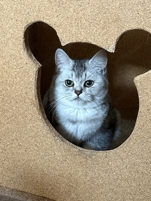 Bkh Kitten Kater und Katze  