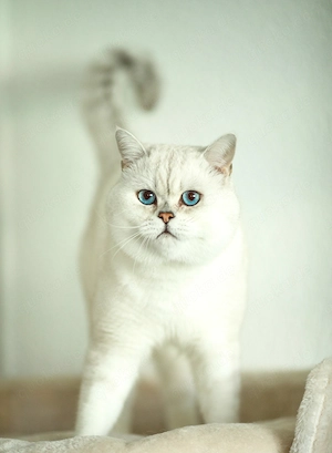 Deckkater Bg.A mit blauen Augen