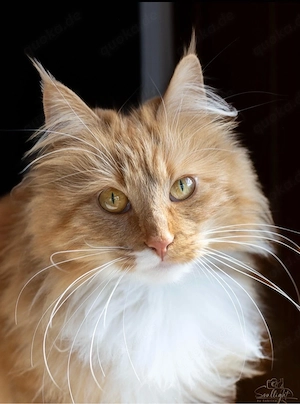 kleine Maine Coon sucht Ihre Familie 