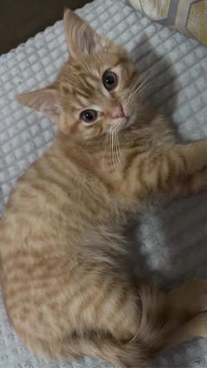 Meine Süße Katze