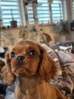 Cavalier King Charles Spaniel Welpe 