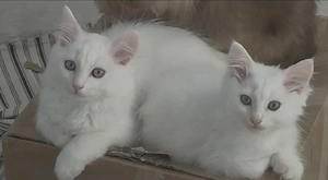 2 Kitten 16 Wochen - suchen neues Zuhause 