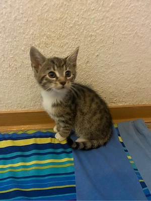 4 Babykatzen suchen ein Zuhause 