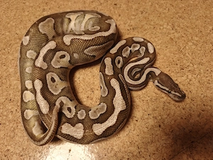 Königspythons 1.0 Cinnabee & 0.1 Lesser Platinum