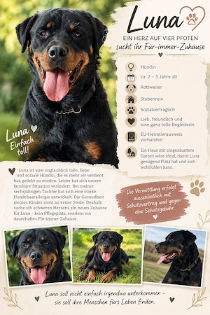 Rottweiler hündin luna