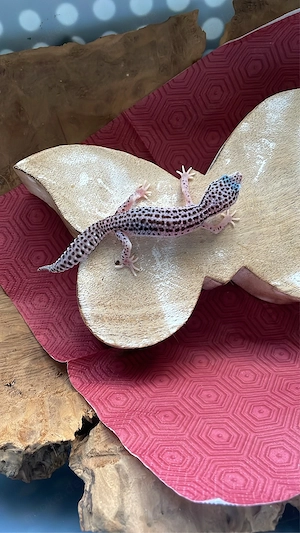 Leopardgecko MSS 8