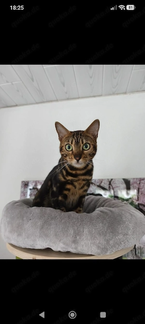 Reinrassige Bengal Katze 