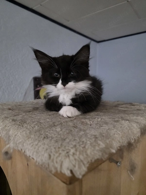 Reinrassige Maine Coon Kitten 1 Mädchen schwarz weiß 