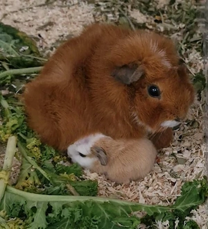 Meerschweinchen  Notfall  suchen ein neues Zuhause 