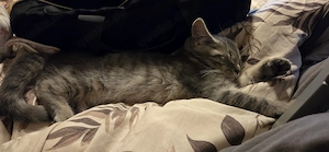  Liebevoller Platz für aufgeweckten Katzenjungen Milo gesucht   