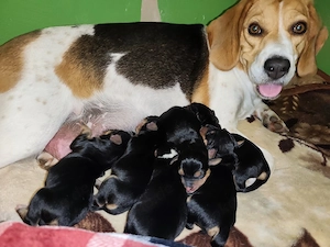 Beaglemix Welpen 