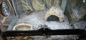 0.1 Lasiodora Parahybana adult inkl Terrarium 