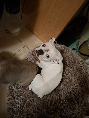Französische Bulldogge Weibchen 