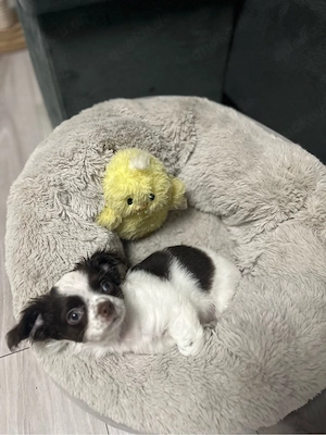 Chihuahua Langhaar Welpe