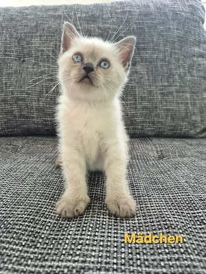 BKH Kitten mit blauen Augen
