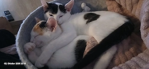 Zwei Geschwister  katzen 