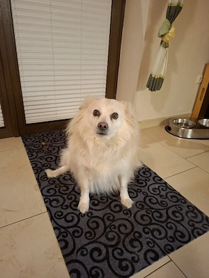 Deutscher Spitz Mix 