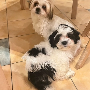 malteser und shih tzu mischung 