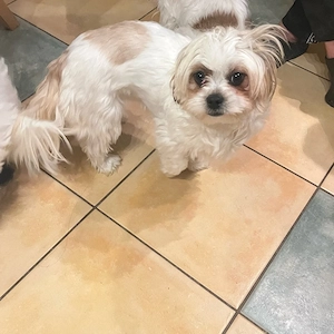 10 monate alte hunde suchen ein liebevolles Zuhause 