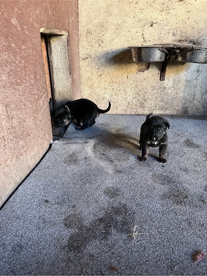 Schäferhund Welpen