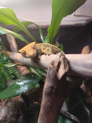 2.0 Kronengeckos mit ohne Terrarium