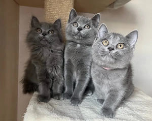 Bkh-Birma Kitten