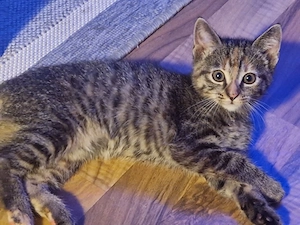 Tabby kitten zu verkaufen 