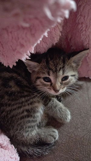 BKH kitten