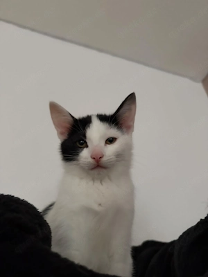 Baby Katzen 