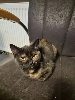 Katzenkitten 