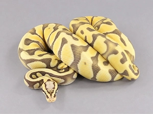 1.0 Pastel Enchi DG het Cryptic