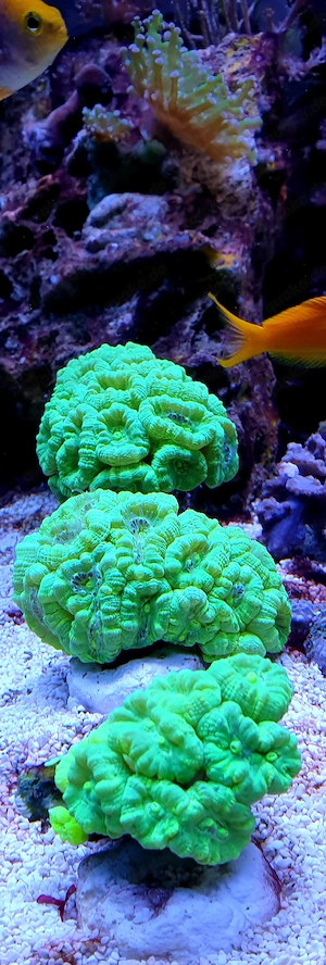 Meerwasser,korallen,Calaustrea,euphylia,weichkorallen,LPS,Gorgonien,Anfängerkorallen,Tiere  !!