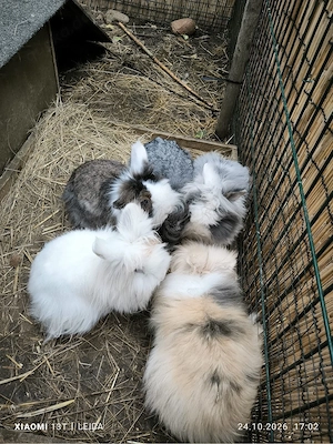 Tolle Teddyhäsinnen